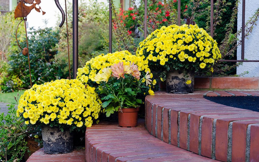 7 Easy Ways to Improve Curb Appeal for Your Home